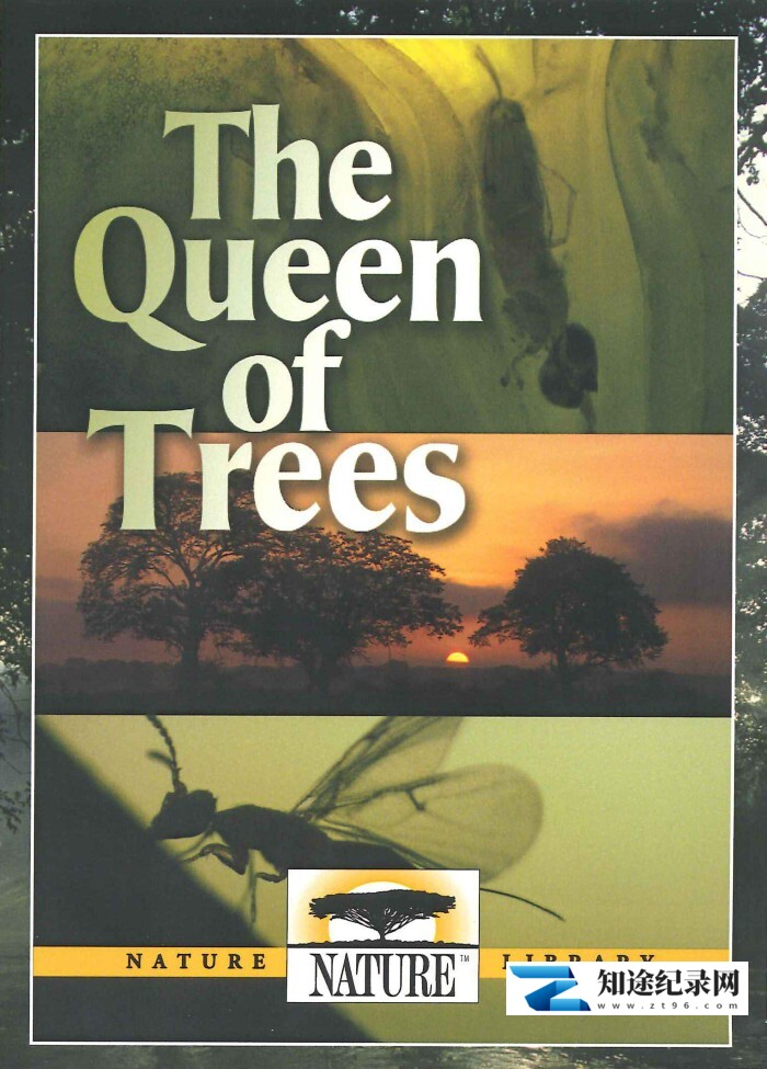 [PBS]树之女皇 The Queen of Trees-知途纪录片网盘资源下载