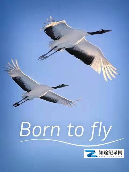 生而飞翔 / Born to Fly