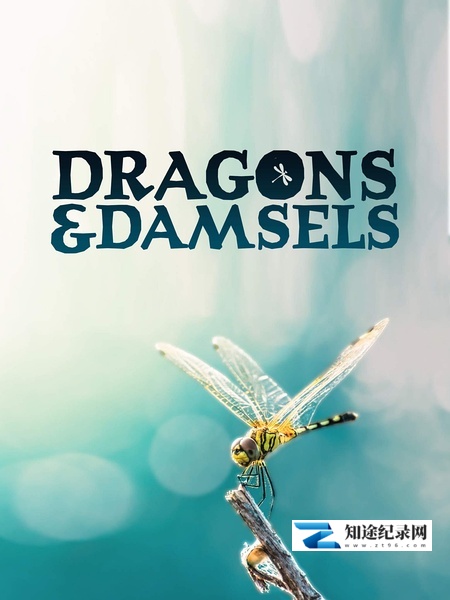 蜻蜓与豆娘的生存密码 / Dragons & Damsels