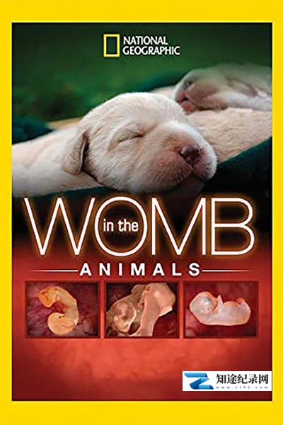 [国家地理]子宫日记：动物篇 Animals in the Womb-知途纪录片网盘资源下载
