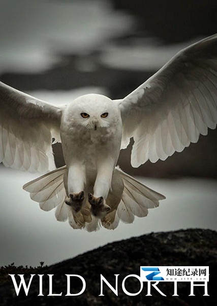 [CCTV]北欧荒野 Wild North-知途纪录片网盘资源下载