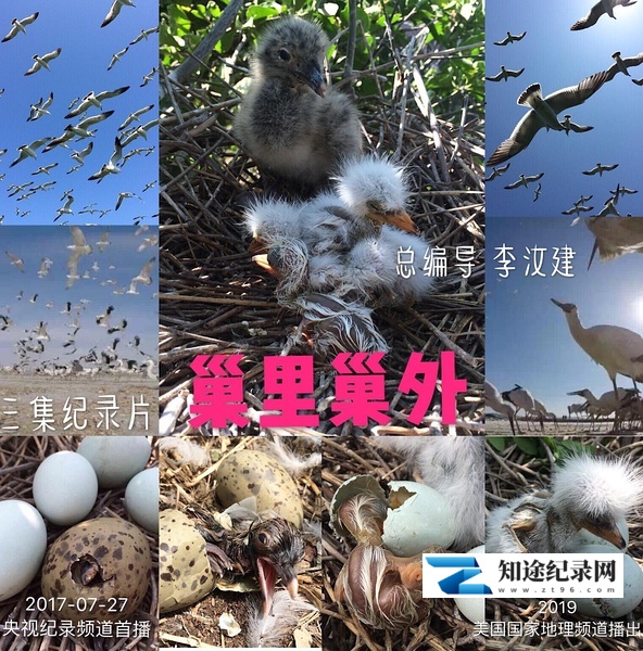 [CCTV]巢里巢外 巢里巢外-知途纪录片网盘资源下载