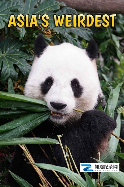 [国家地理]亚洲最奇异 Asia's Weirdest-知途纪录片网盘资源下载