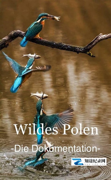 [其他]野性波兰 Wildes Polen-知途纪录片网盘资源下载