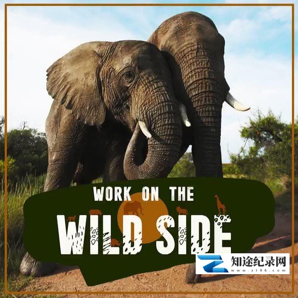 [其他]野生大营救 第一季 Work on the Wild Side Season 1-知途纪录片网盘资源下载