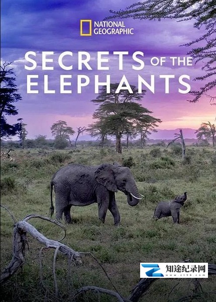 [国家地理]大象的秘密 Secrets of the Elephants-知途纪录片网盘资源下载