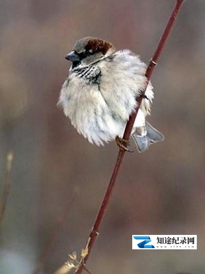 [其他]星球上的麻雀 Planet Sparrow-知途纪录片网盘资源下载