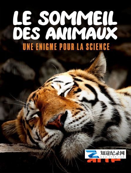 [ARTE]大自然中的睡眠 Le sommeil des animaux-知途纪录片网盘资源下载