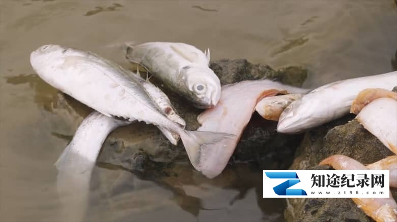 图片[2]-美国纪录片《水资源危机：不为人知的故事 Death at the Faucet: The Untold Story 2024》英语中英双字 无水印纯净版 1080P/MKV/1.23G 水资源危机-知途纪录片网盘资源下载