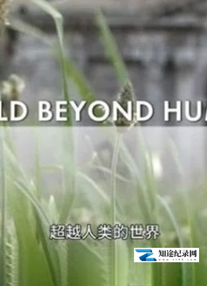 [其他]超越人类的世界 A World Beyond Humans-知途纪录片网盘资源下载