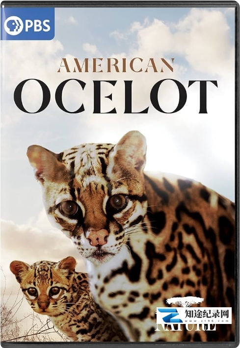 [PBS]美国豹猫 American Ocelot-知途纪录片网盘资源下载