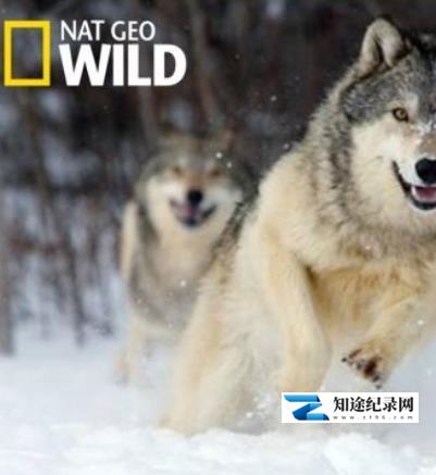 [国家地理]荒野远征：狼群探索/走进狼群 Inside The Wolf Pack-知途纪录片网盘资源下载