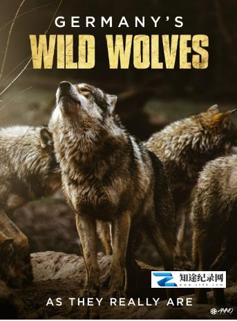 德国野狼—真实的面目 / Germany's Wild Wolves - As They Really Are